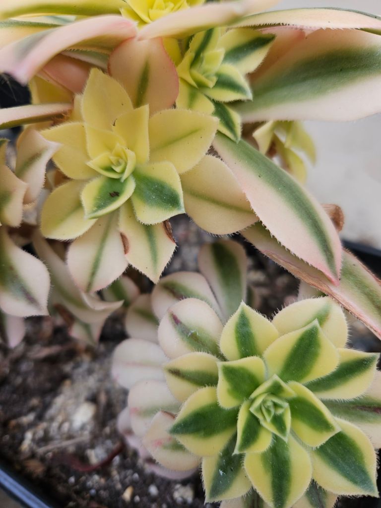 Aeonium Maple Leaf