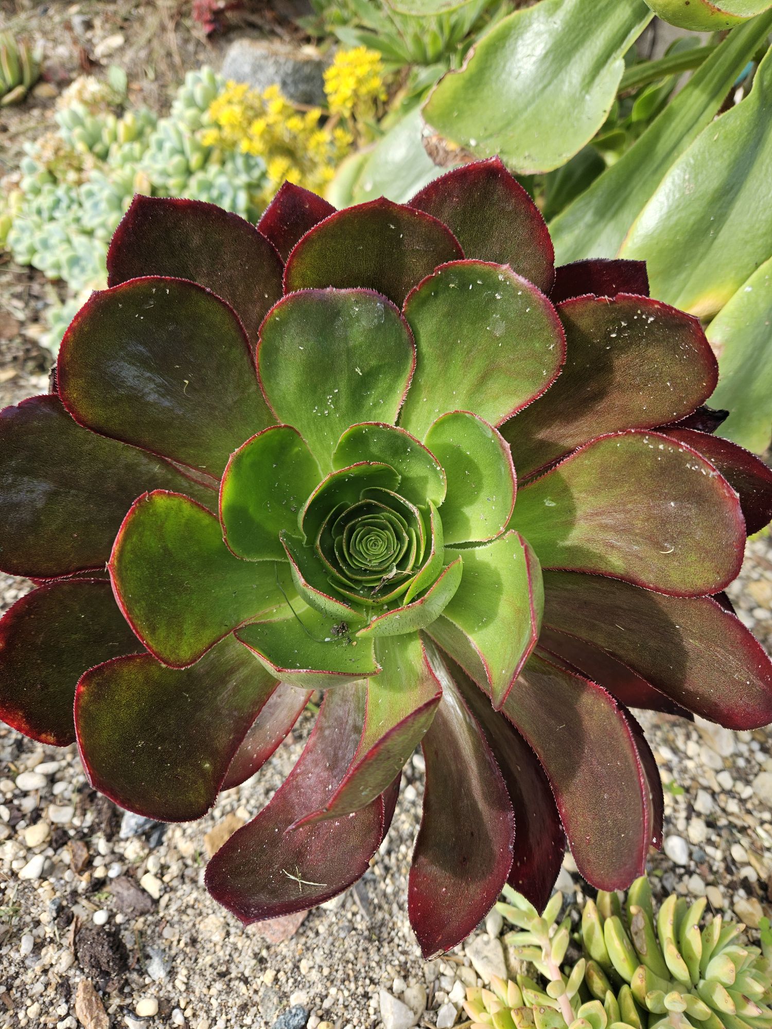 Aeonium &lsquo;Ice Warrior&rsquo; : Caractéristiques, Origine et variegation