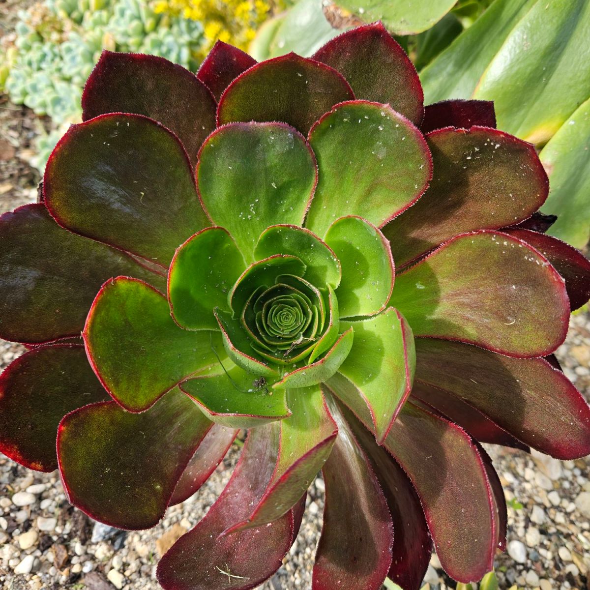 Aeonium Ice Warrior variegata