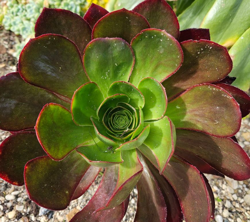 Aeonium Ice Warrior