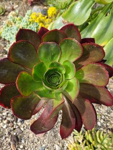 Aeonium Ice Warrior