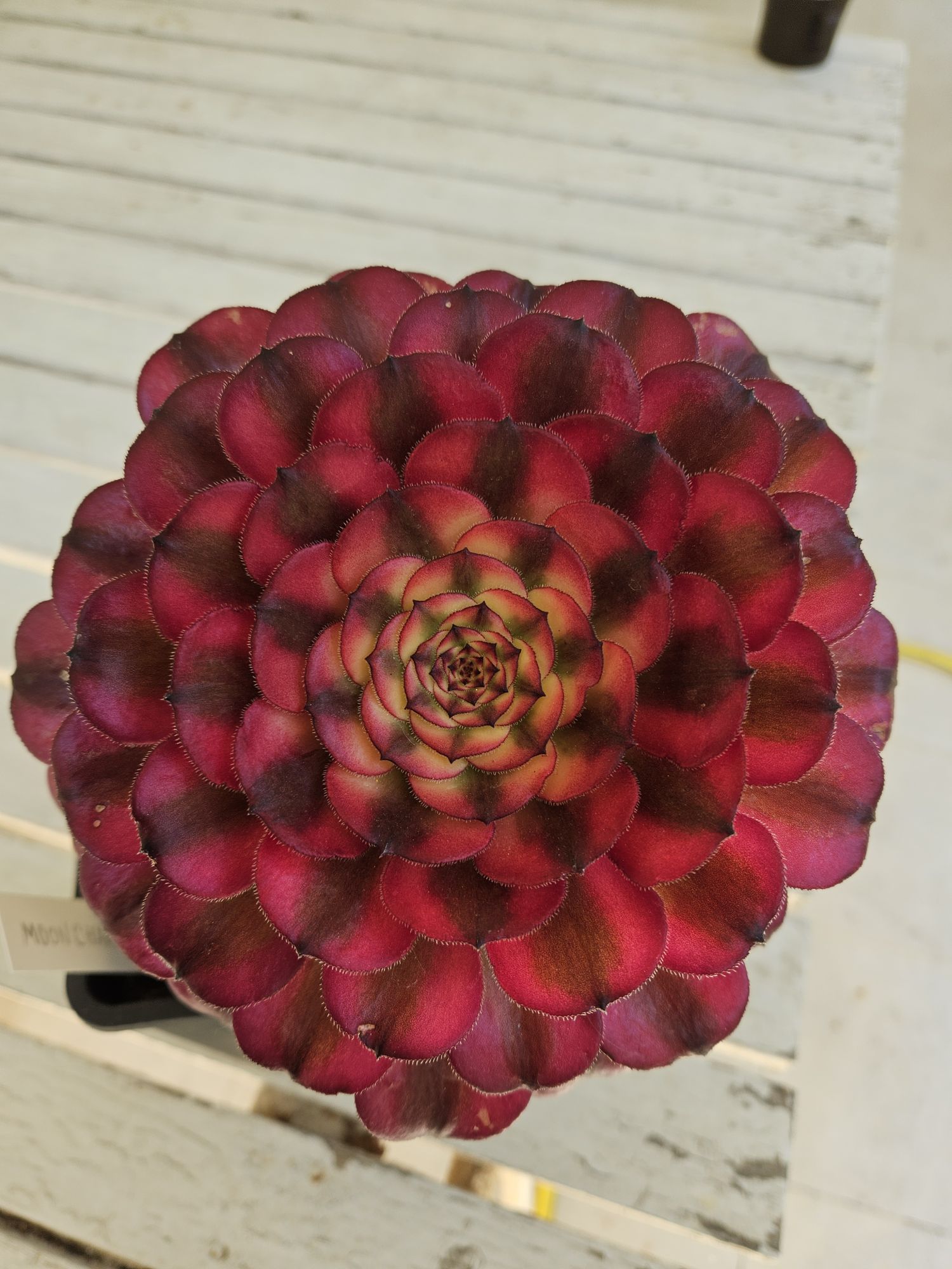 Aeonium Moon Chan