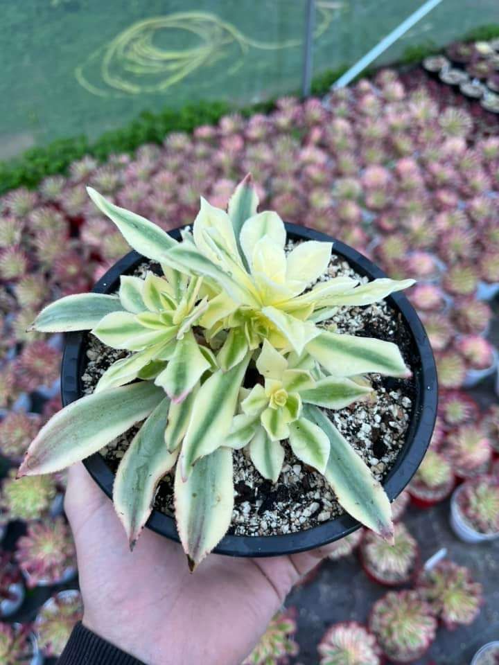 Aeonium Maple Leaf