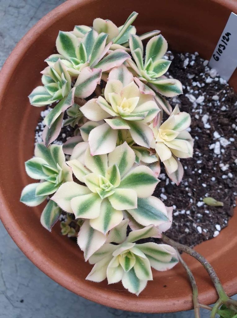 Aeonium Maple Leaf