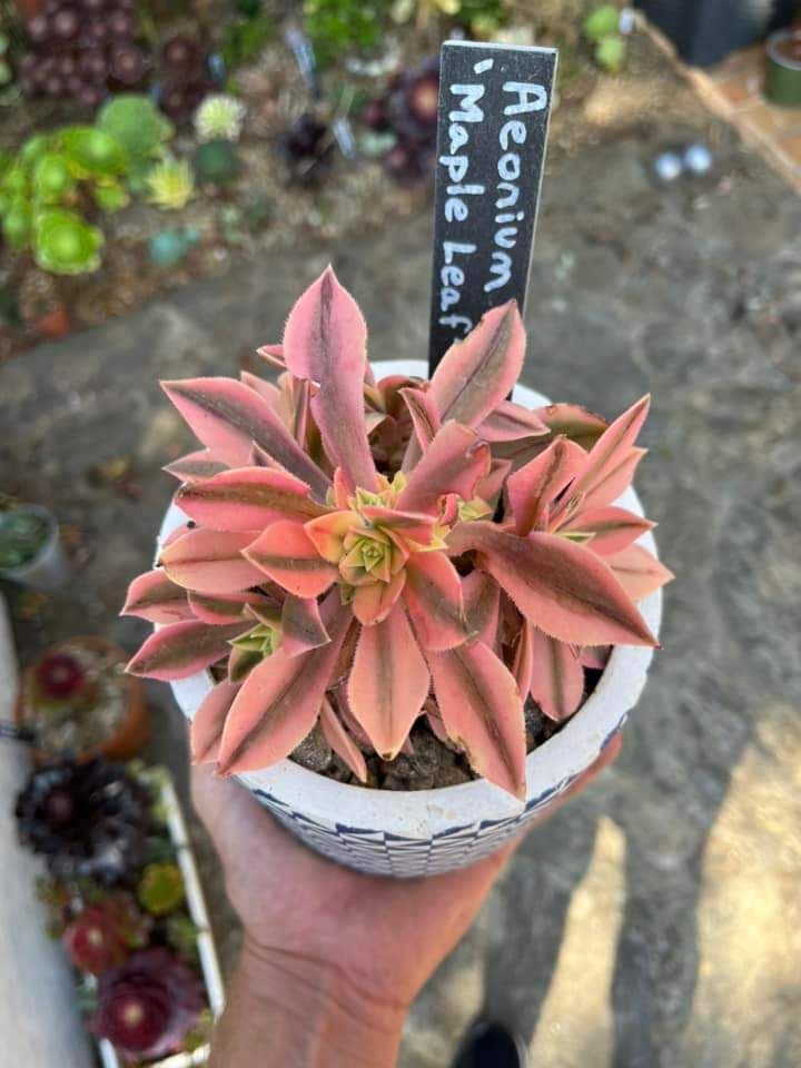 Aeonium Maple Leaf