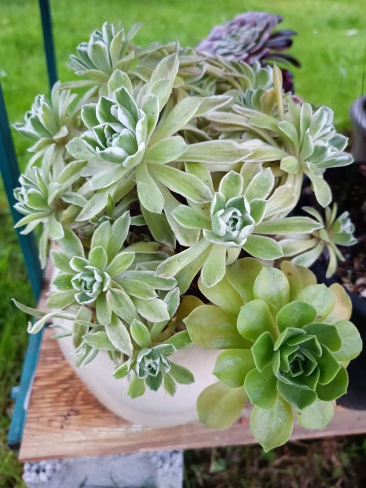 Aeonium Ballerina