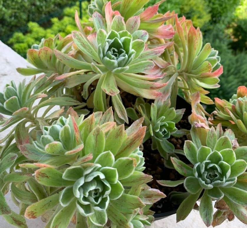 Aeonium Ballerina