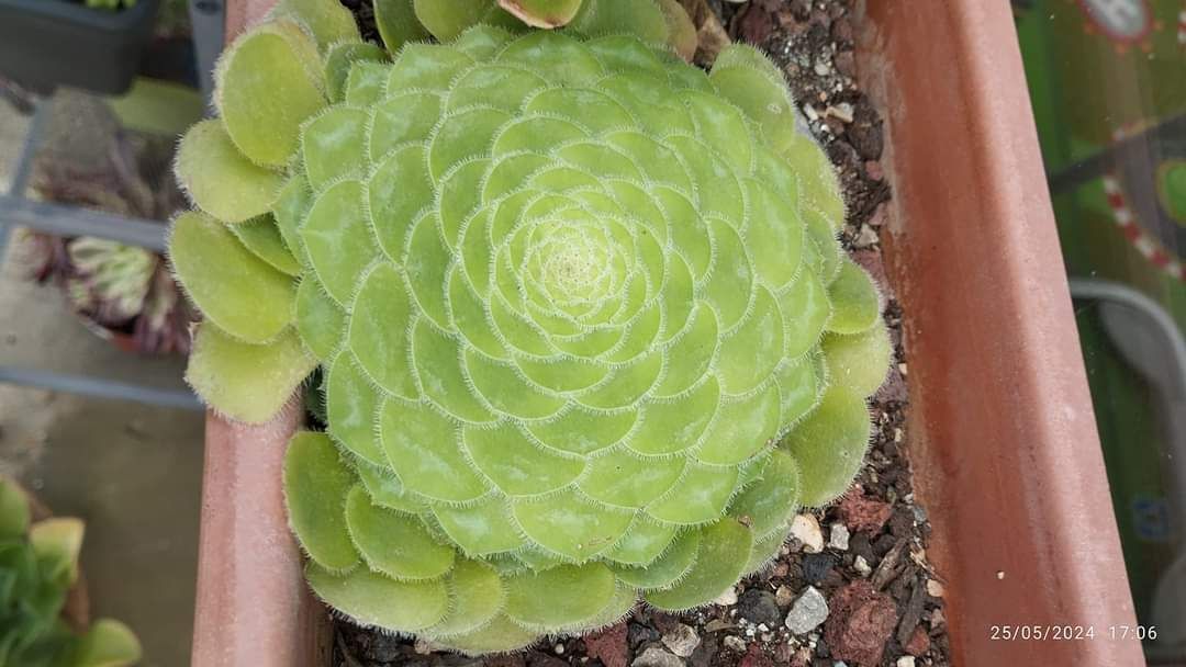 Aeonium tabuliforme : botanique, habitat et culture