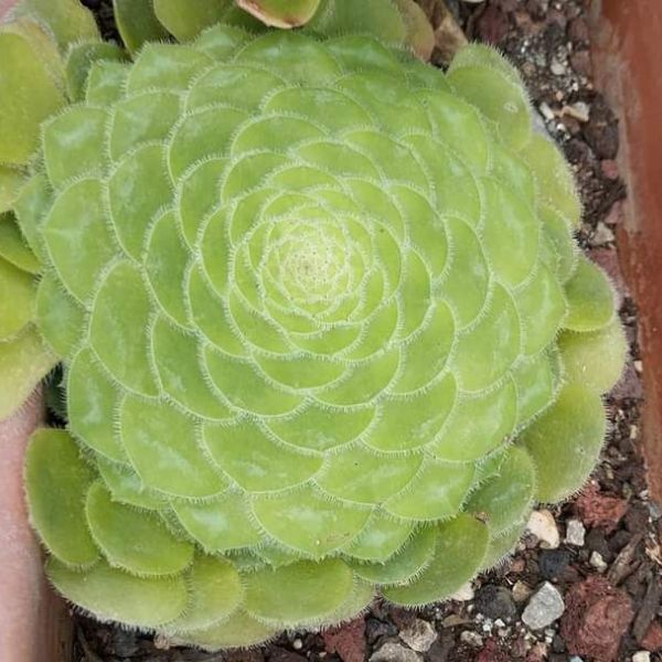Aeonium tabuliforme