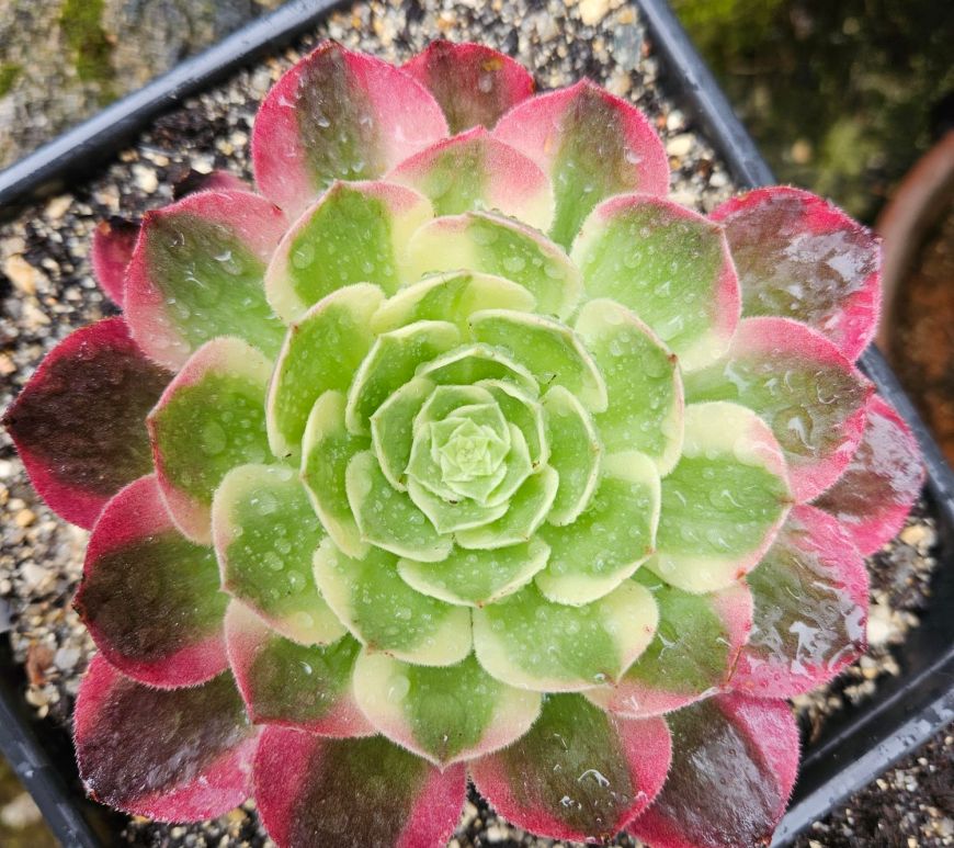 Aeonium Neptune