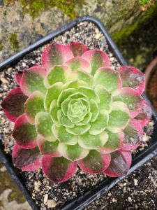 Aeonium Neptune