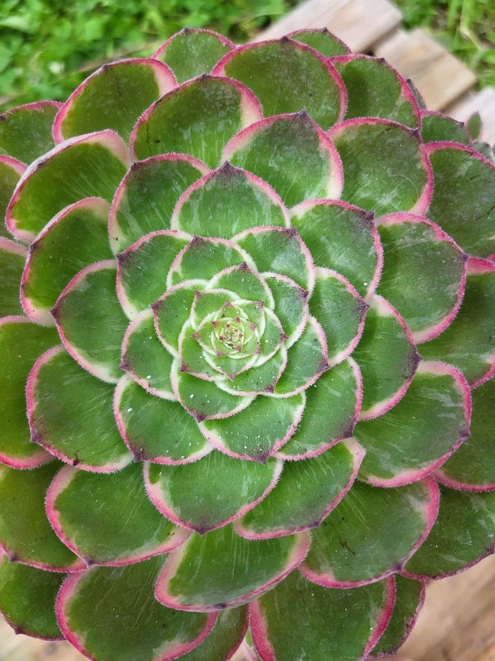 Aeonium Lotus Seat