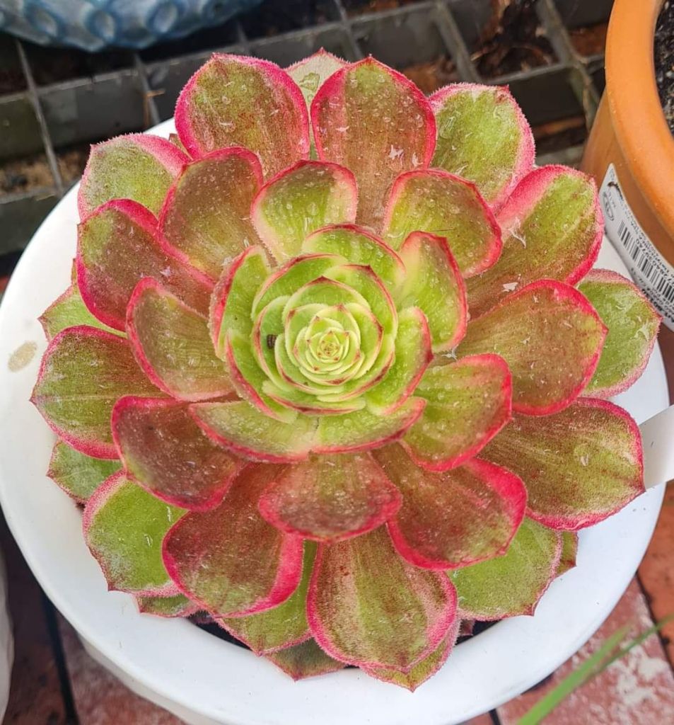 Aeonium Fansy Paper