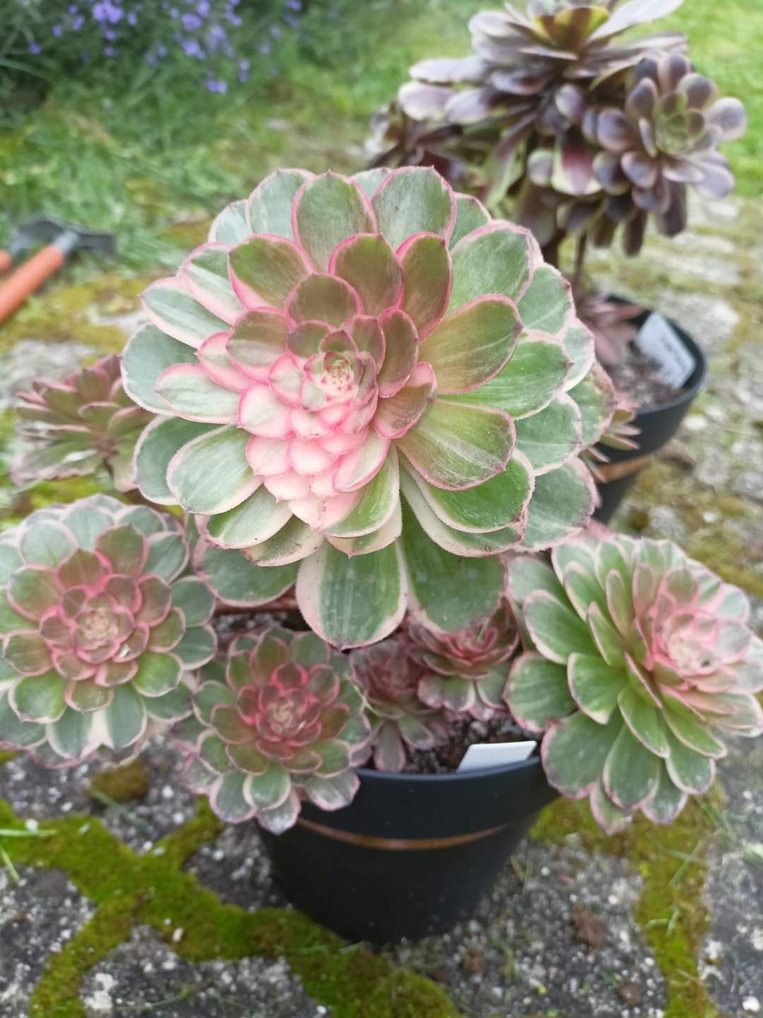 Aeonium &lsquo;Lotus Seat&rsquo;