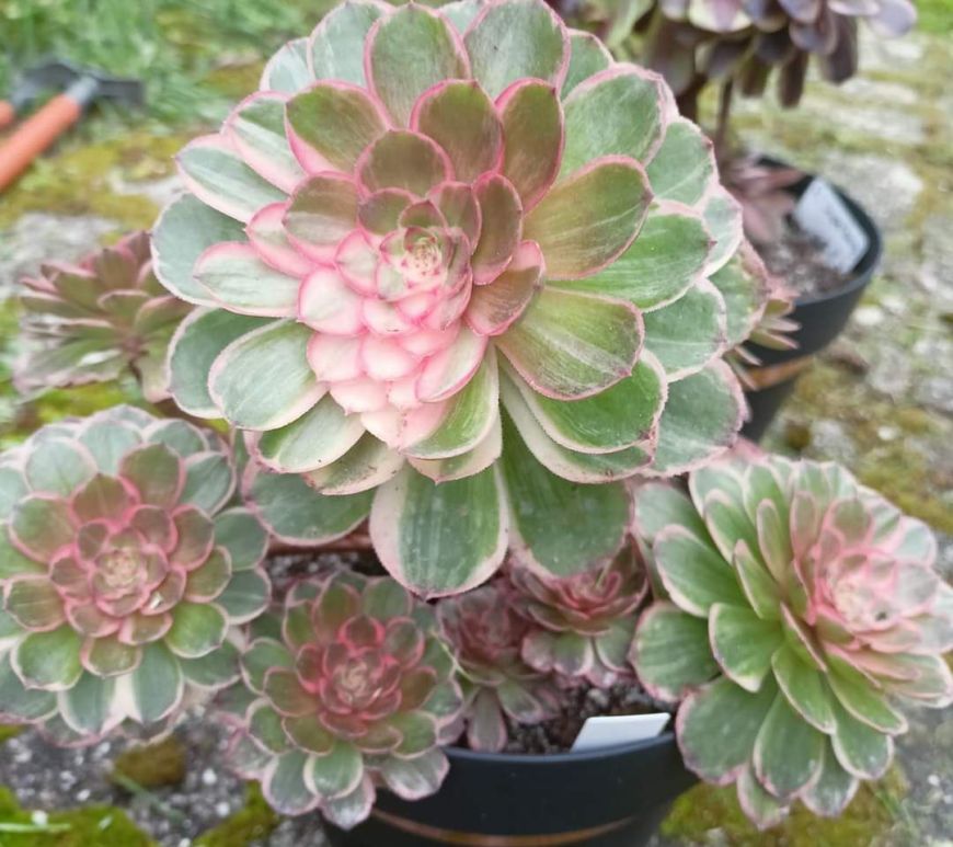 Aeonium Lotus Seat