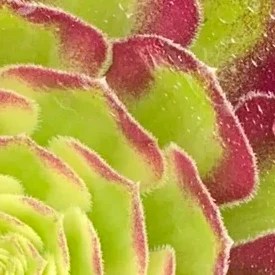 Aeonium Chang'E