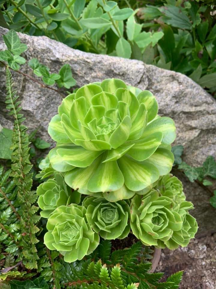 Aeonium &lsquo;Glaze&rsquo;