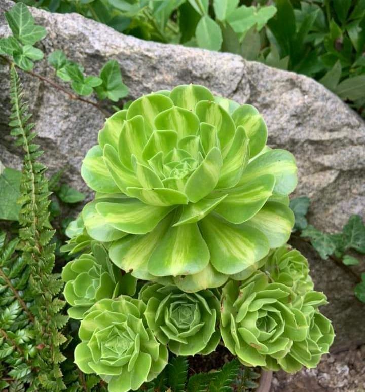 Aeonium Glaze