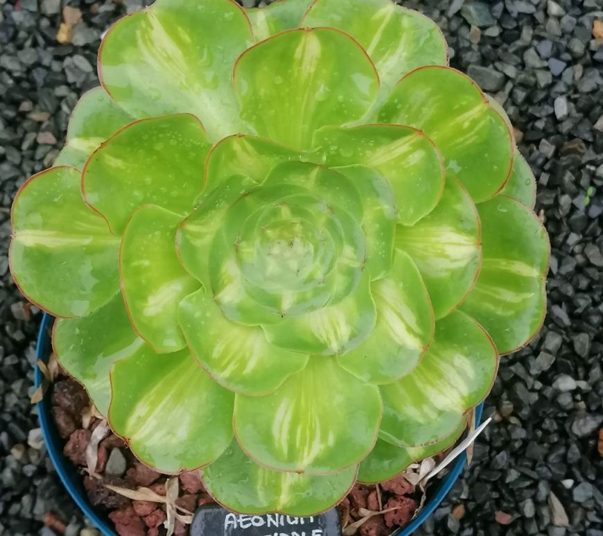 Aeonium Zeus Middle