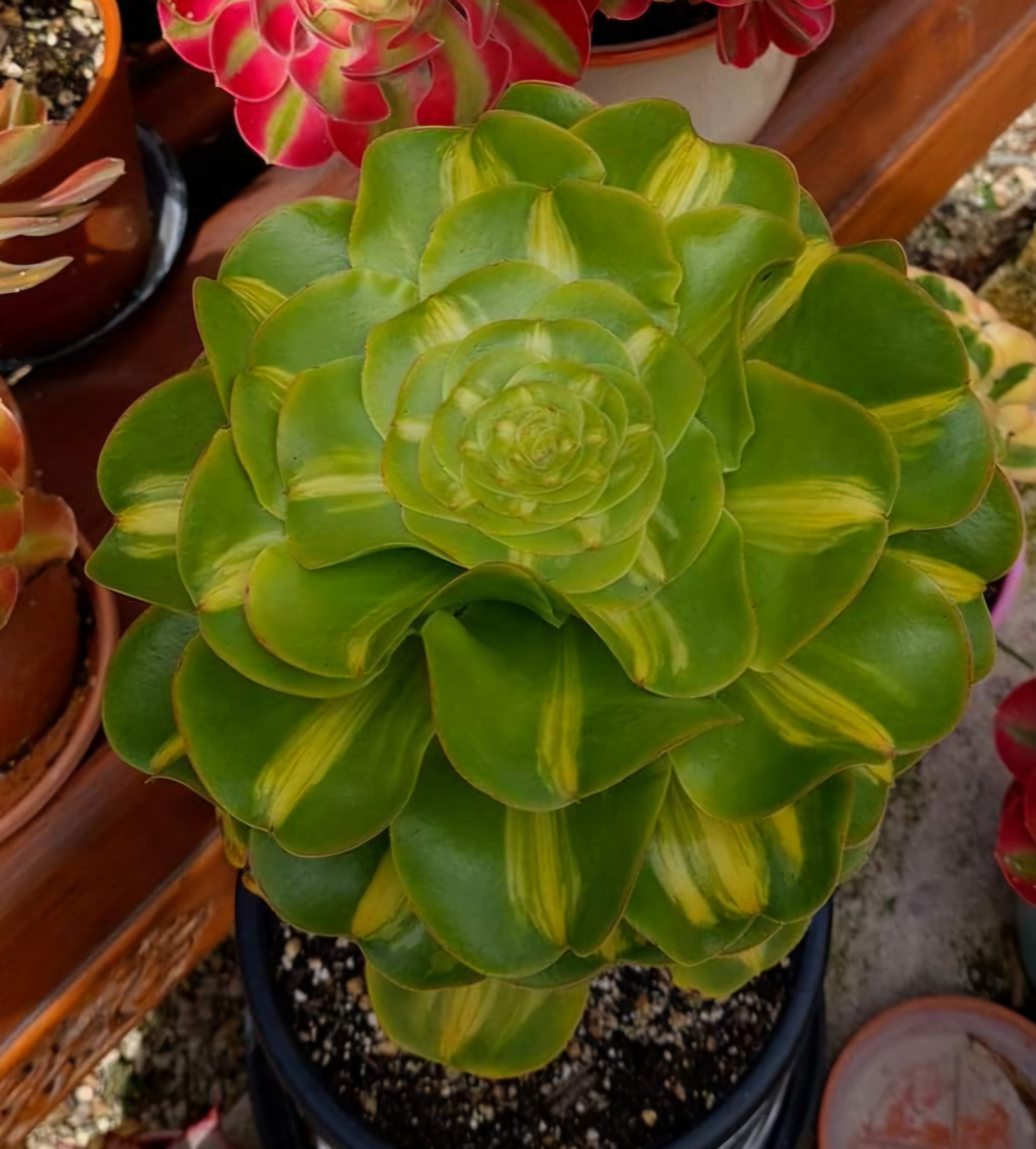 Aeonium ‘Poseidon Middle’