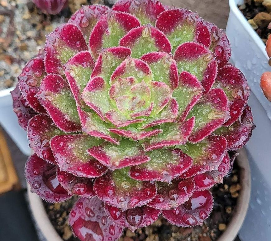Aeonium Chang'E