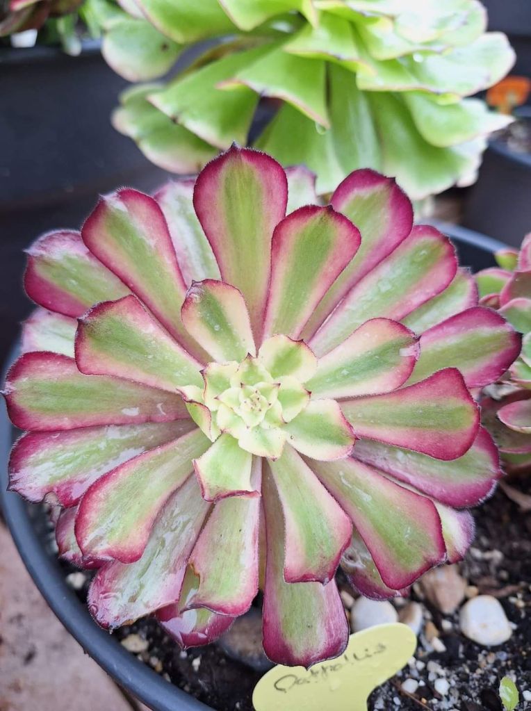 Aeonium Lotus