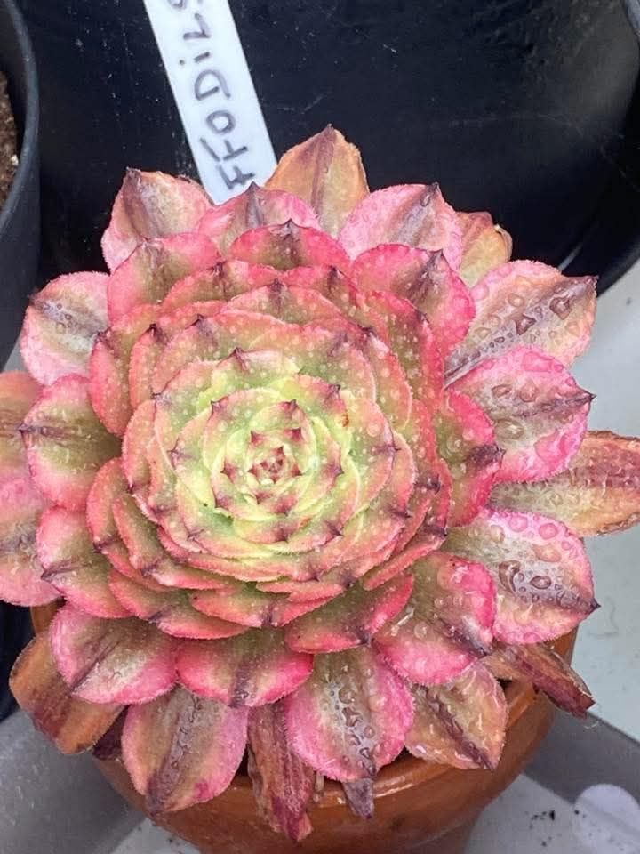 Aeonium Lotus
