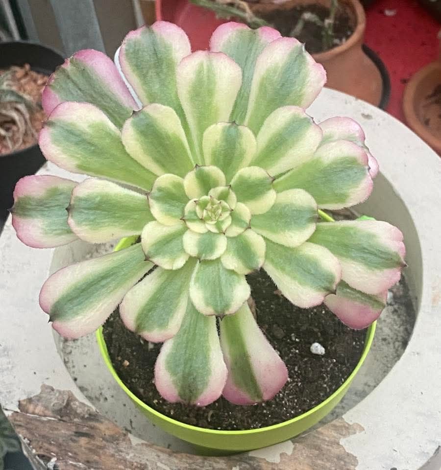Aeonium Lotus