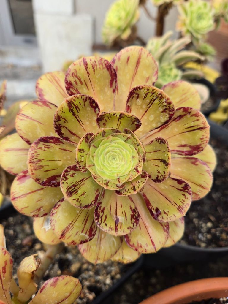 Aeonium rubrolineatum middle