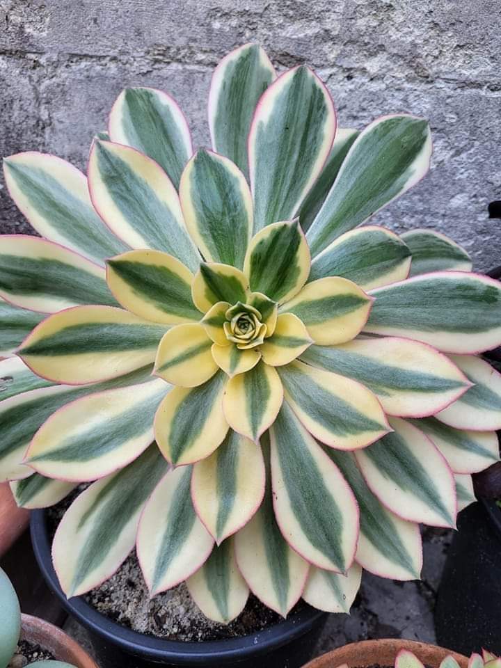 Aeonium ‘Sunburst’
