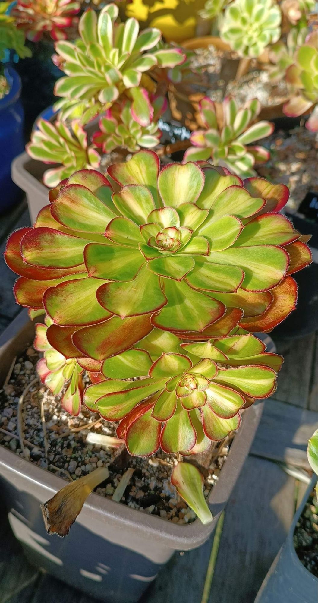 Aeonium Charisma