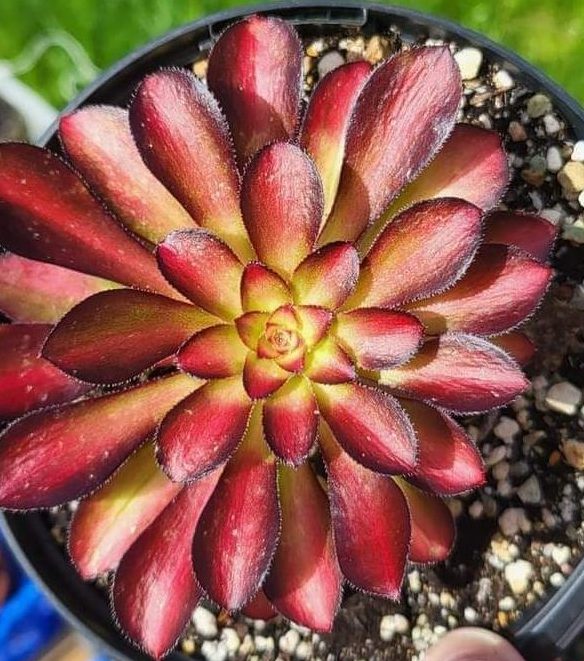 Aeonium Charisma