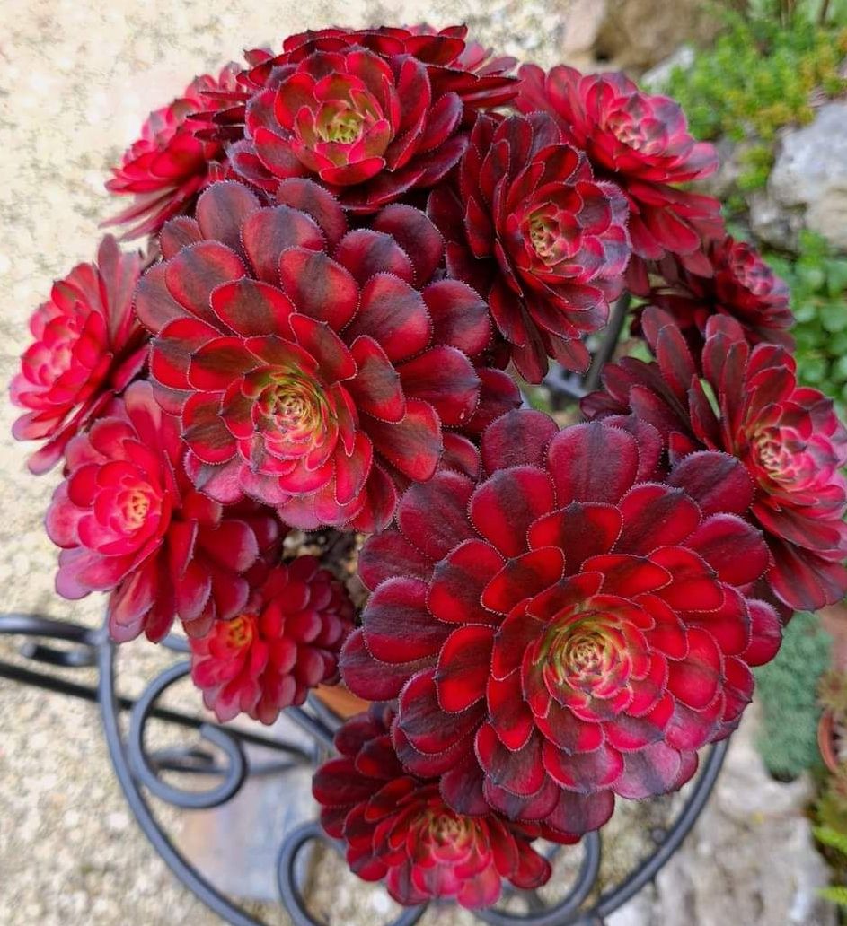 Aeonium Black Tea