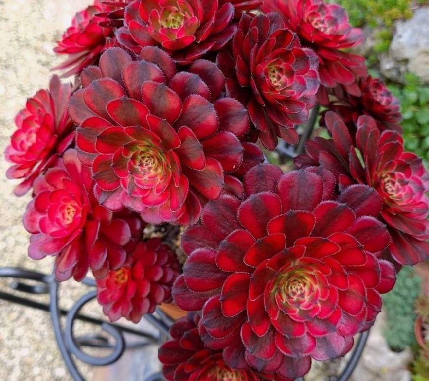 Aeonium Black Tea
