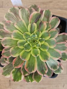 Aeonium Shihua Fiesta