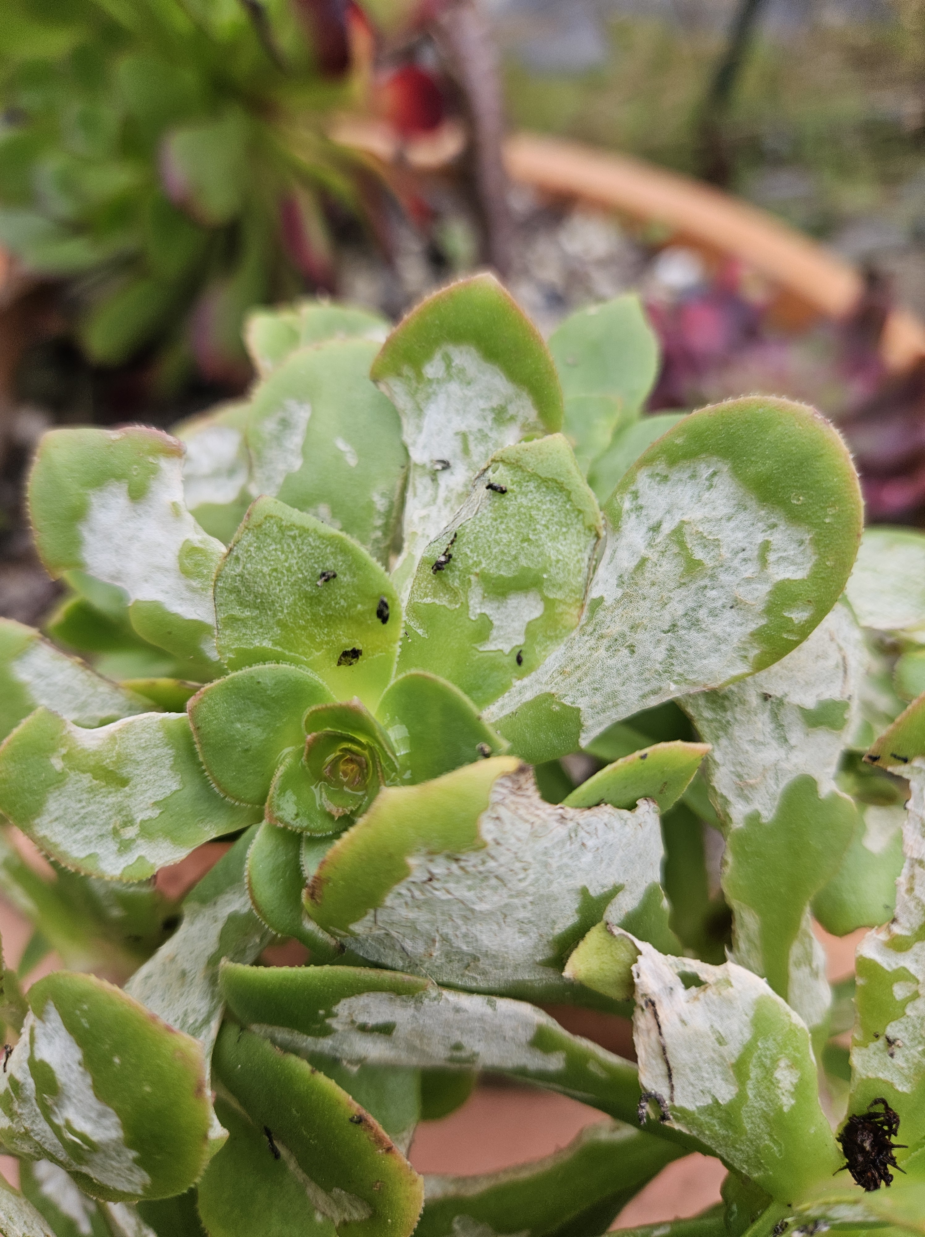 Caterpillars on Aeoniums: How to Identify and Protect Your Plants
