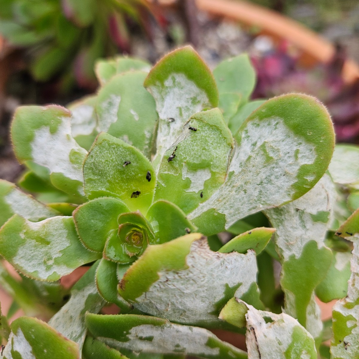 Protéger vos Aeonium des Chenilles : Guide Pratique