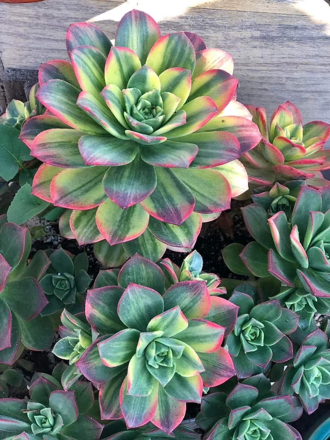 Aeonium Kiwi variegata
