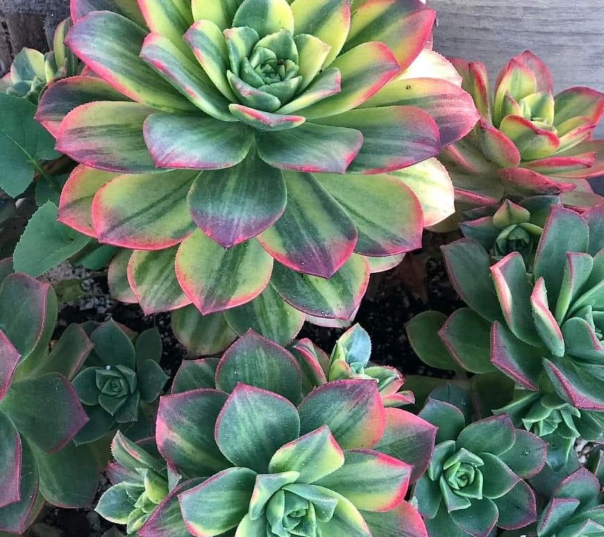 Aeonium Kiwi variegata