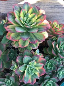 Aeonium Kiwi variegata