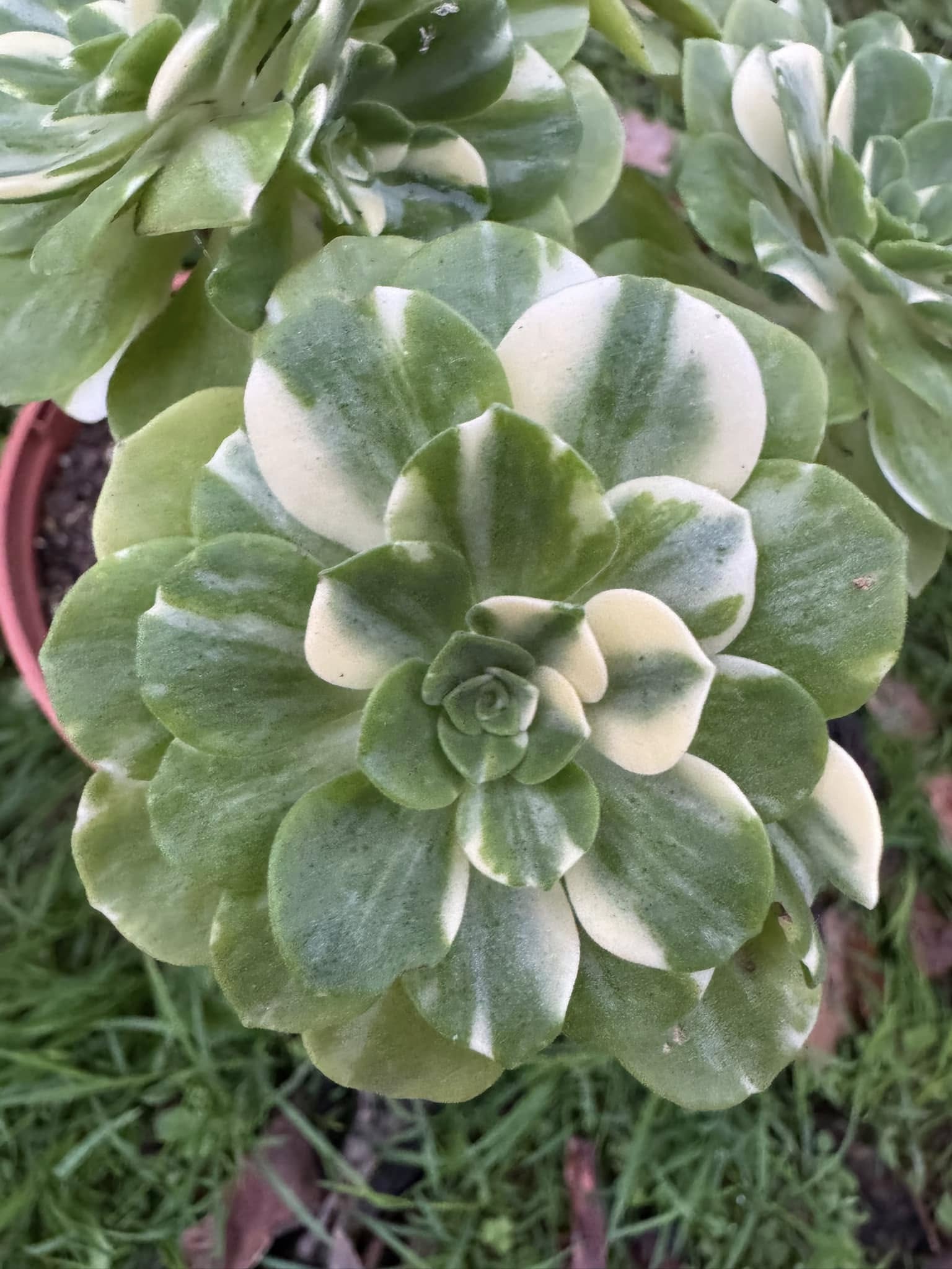 Aeonium Chou