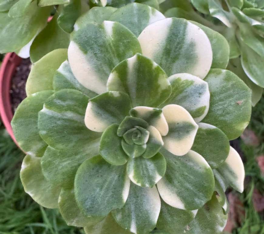 Aeonium Chou
