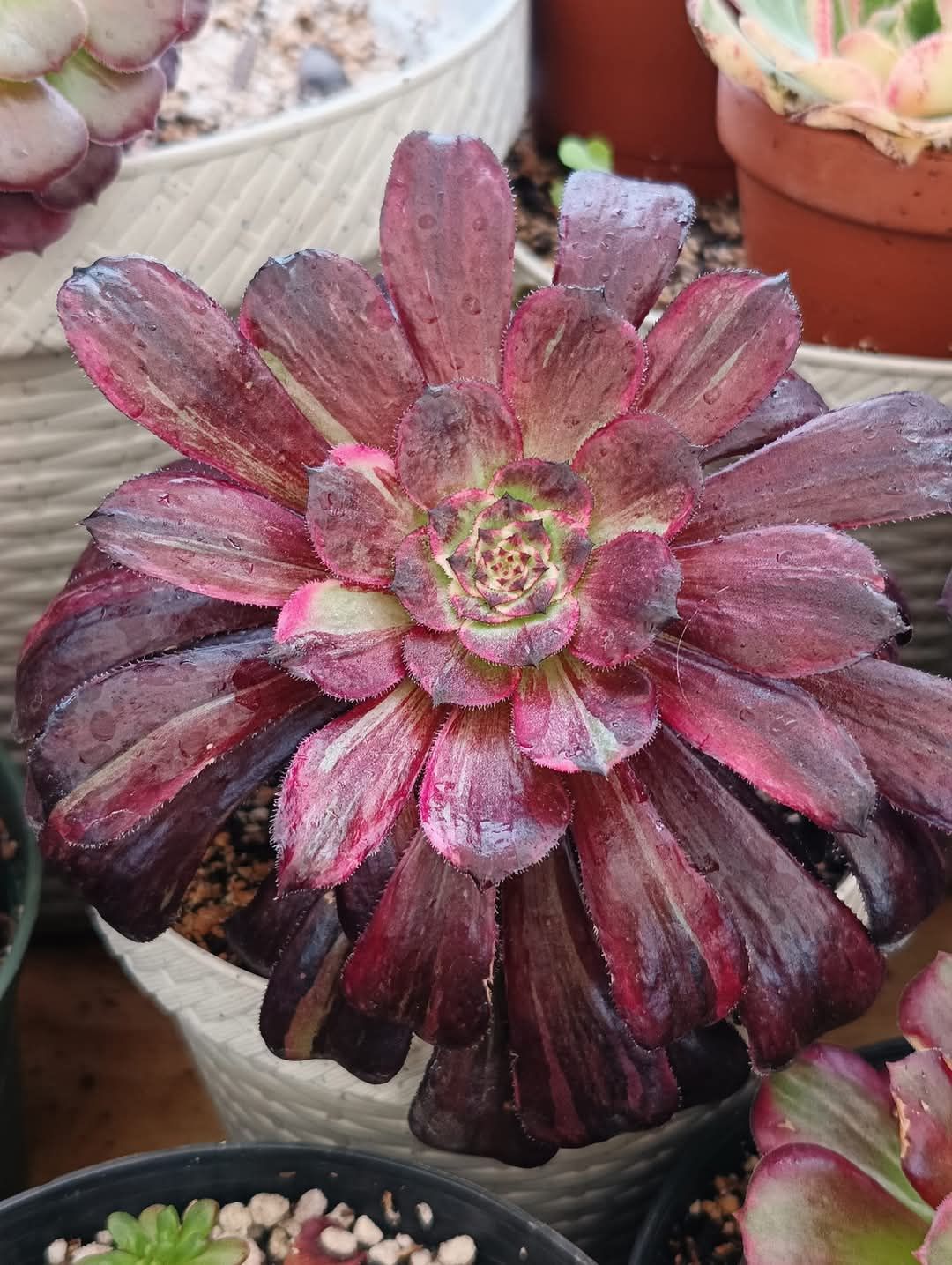 Aeonium ‘Spark Bang’ : origine, synonymes et caractéristiques