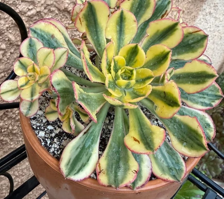 Aeonium Sun God