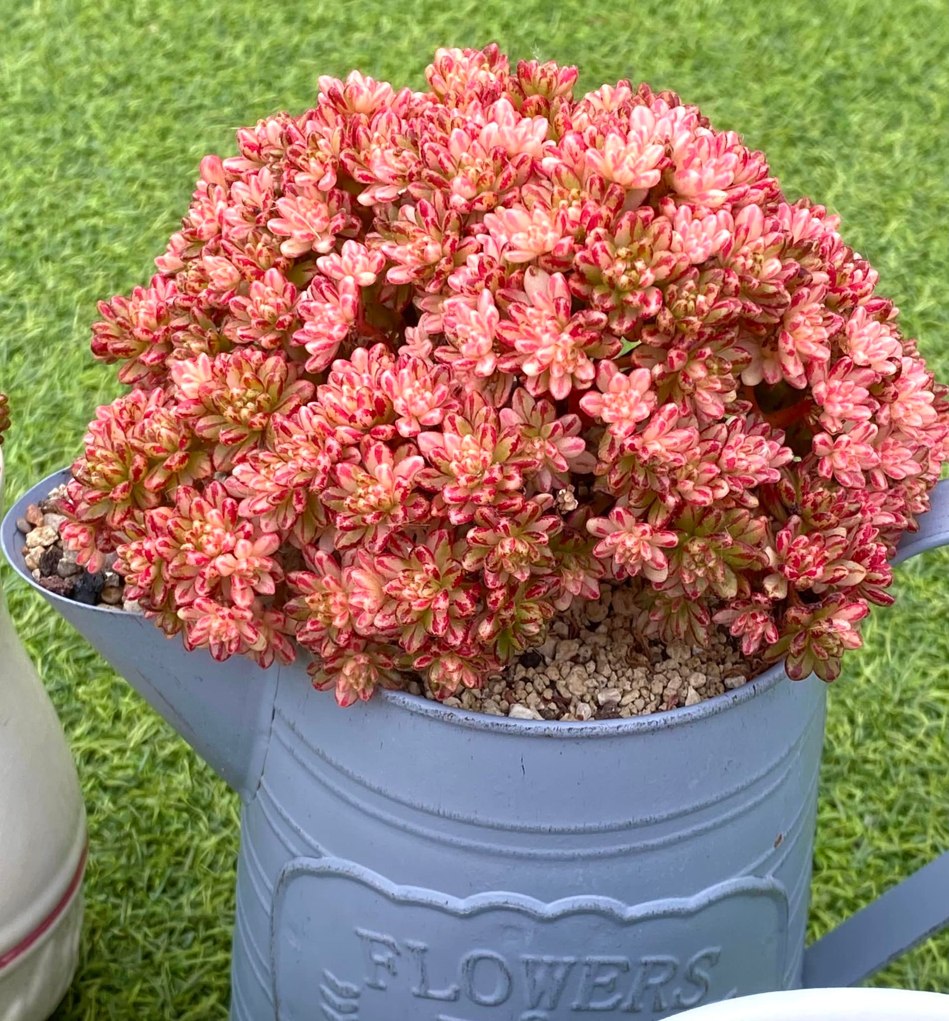 Aeonium &lsquo;Sedifolium variegata&rsquo;