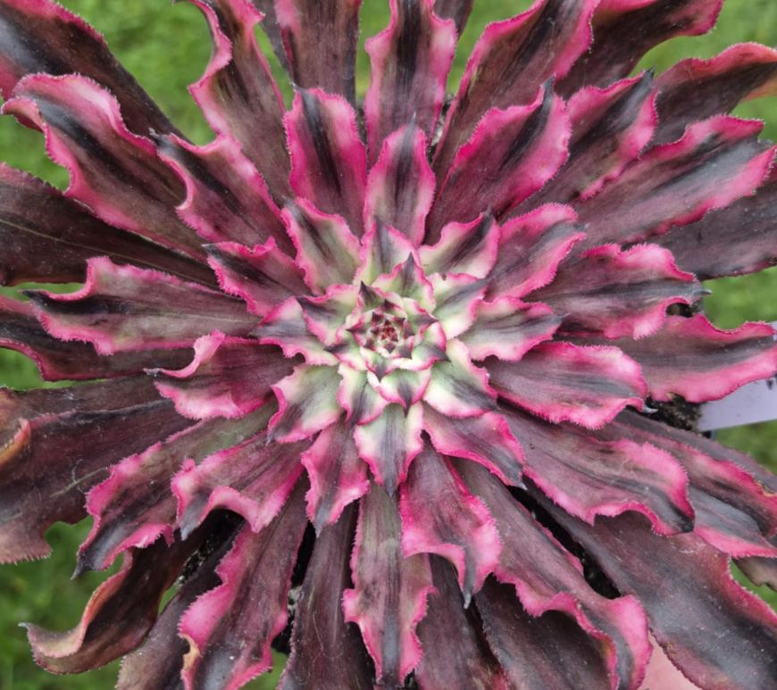 Aeonium Princess Mononoke