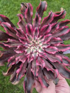 Aeonium Princess Mononoke