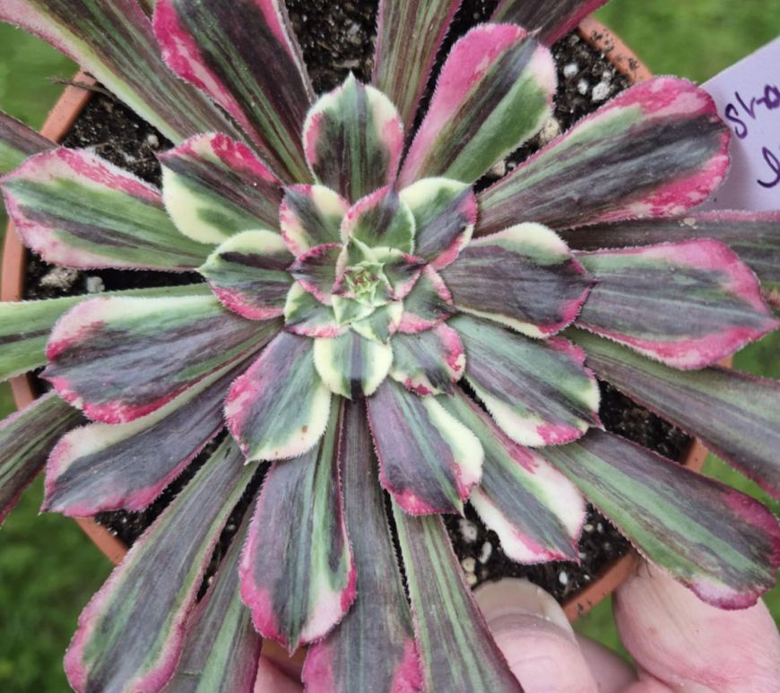 Aeonium Straight Flush