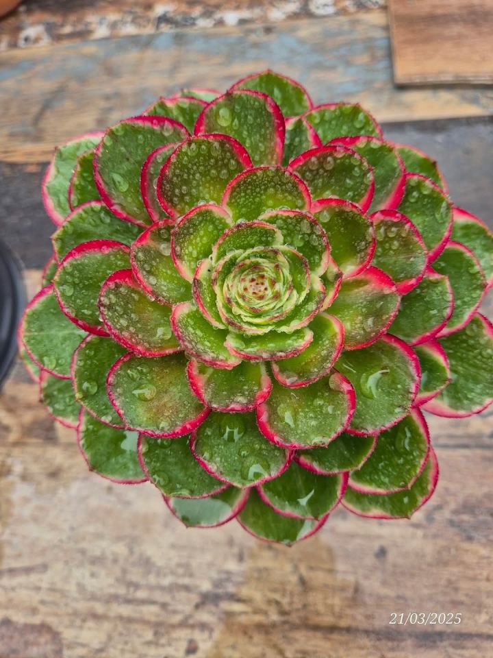 Aeonium Night Banquet