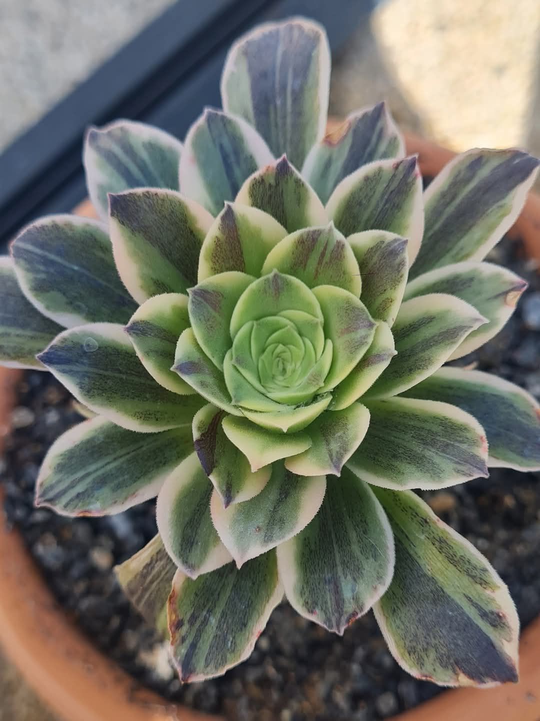 Aeonium &lsquo;Cinderella&rsquo;